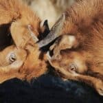 „Cool bleiben, wenn’s heiß her geht“ – Gewaltfreie Kommunikation und ROMPC®