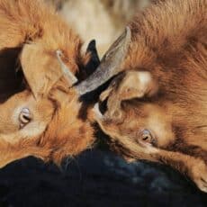 Gewaltfreie Kommunikation und ROMPC