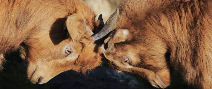 Gewaltfreie Kommunikation und ROMPC