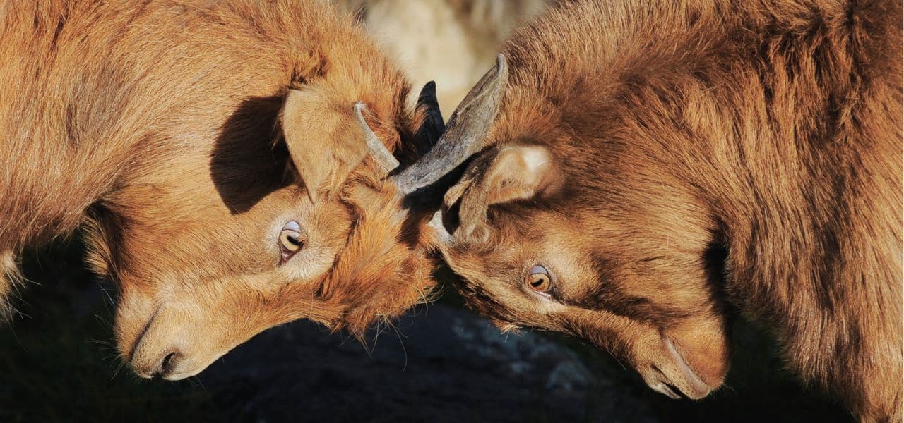 Gewaltfreie Kommunikation und ROMPC